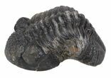 Austerops Trilobite Fossil - Rock Removed #55872-1